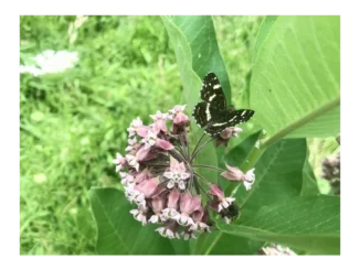 Biodiverzita a její vztah k nepůvodním rostlinám