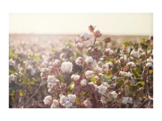 Tchibo mění textilní průmysl díky bio bavlně