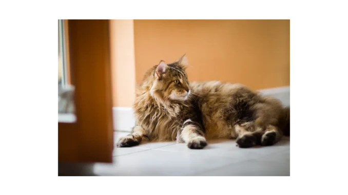 Jak pečovat o seniorní kočky: Klíčové rady a tipy