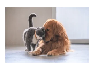 Dog & Cat TV: Nový kanál pro milovníky zvířat