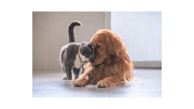 Dog & Cat TV: Nový kanál pro milovníky zvířat