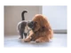 Dog & Cat TV: Nový kanál pro milovníky zvířat